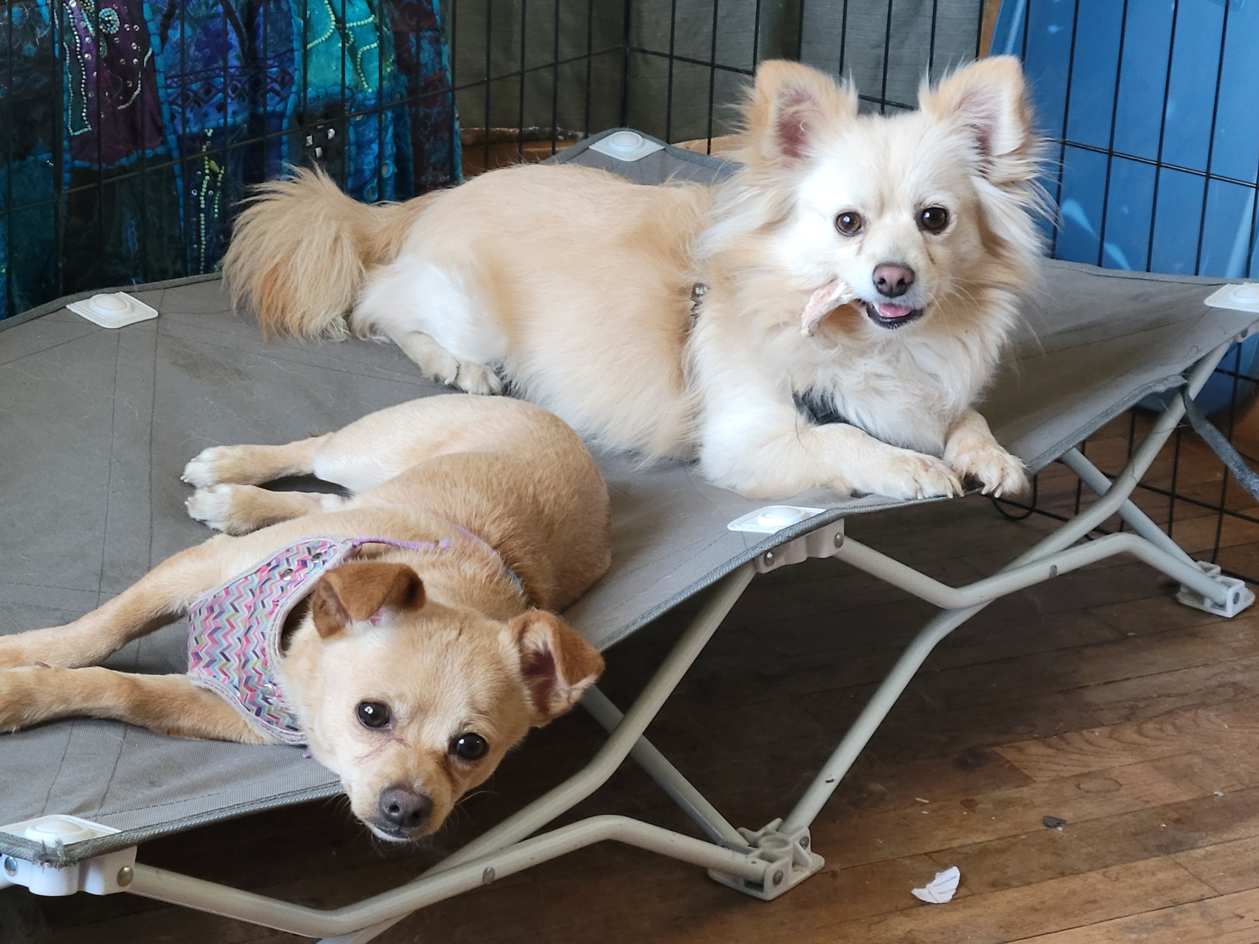 Best products for Chiweenies — Boomer the Chiweenie and Ollie the Dameranian lying together on a dog cot bed
