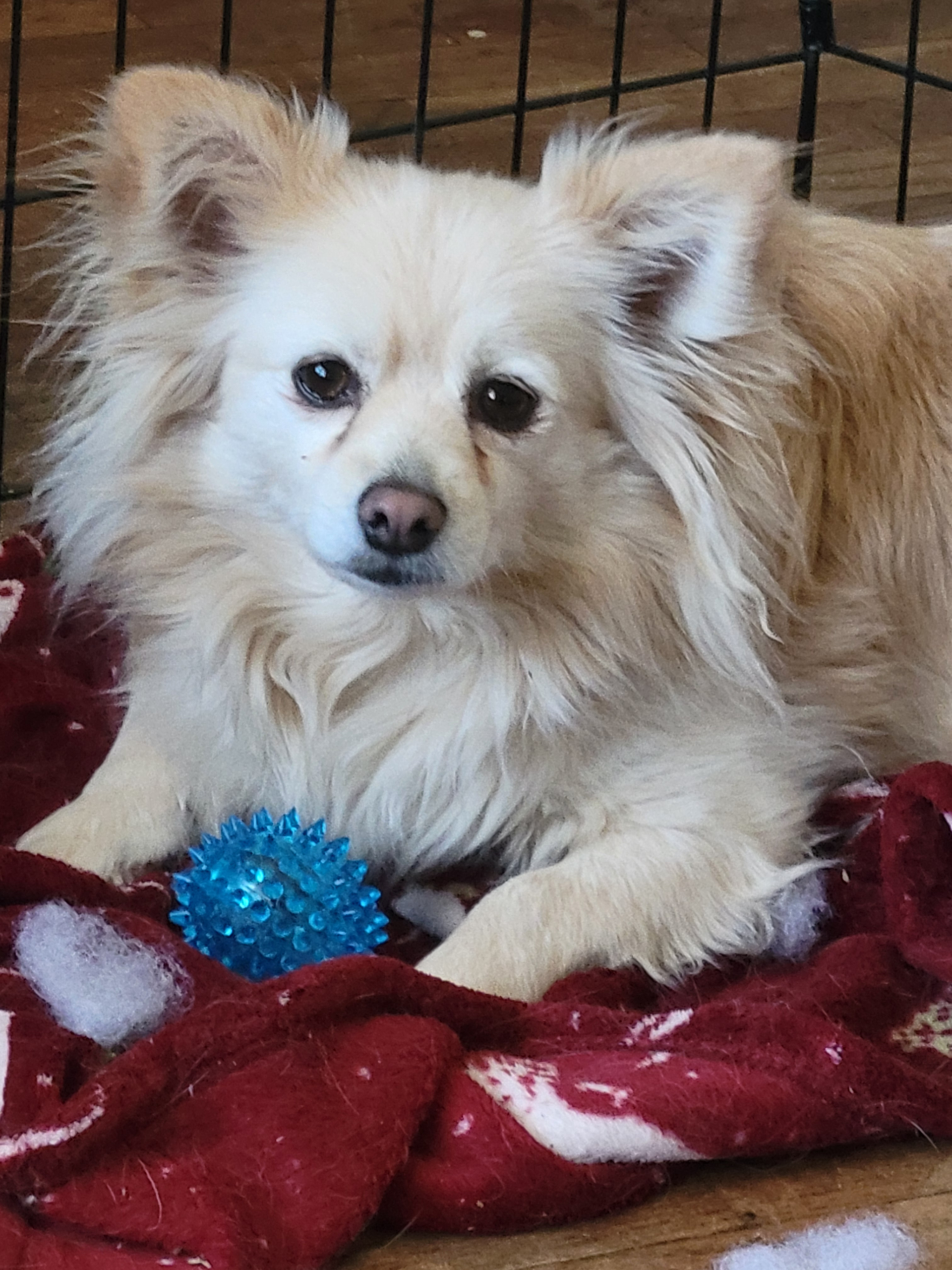 Ollie the Dameranian with the inner toy from his BarkBox