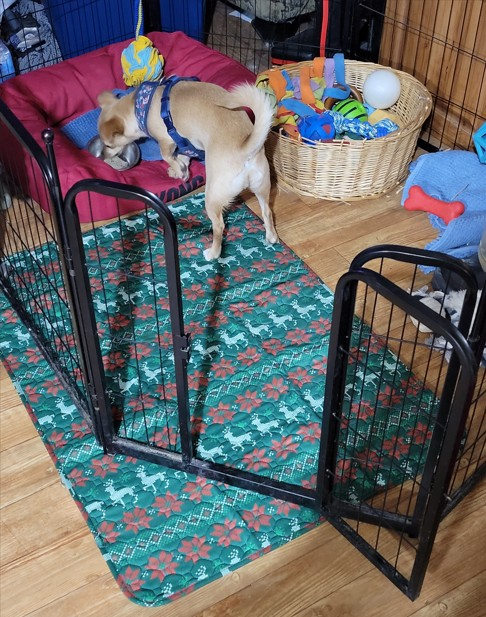 My nighttime setup for Boomer (my Chiweenie)