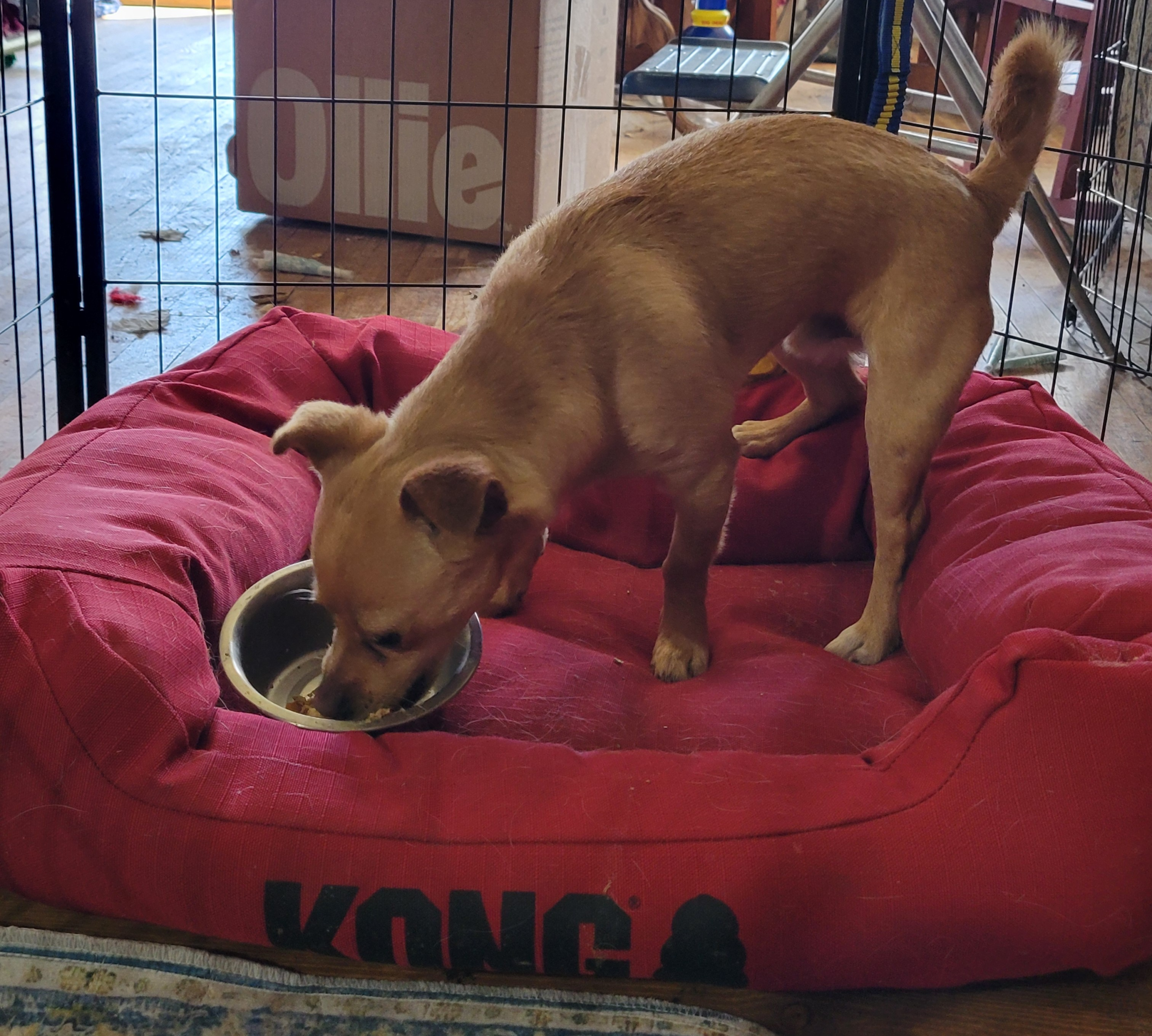 Best dog food for Chiweenies — Boomer the Chiweenie eating Ollie fresh food