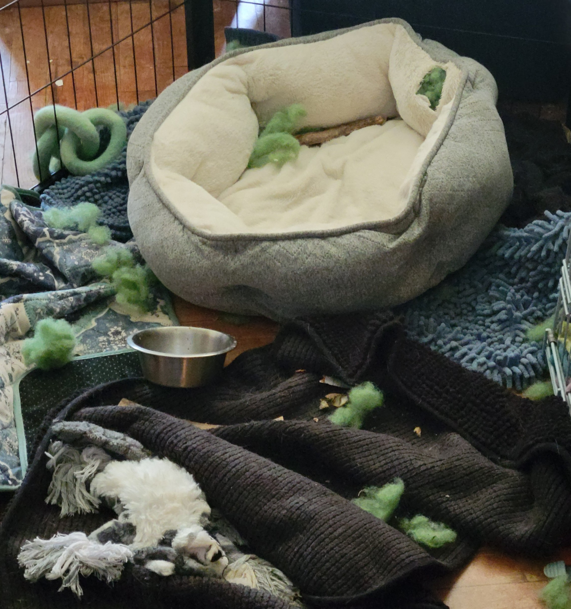 Chiweenie and Dachshund mix destroyed regular dog bed — why you need a chew proof bed