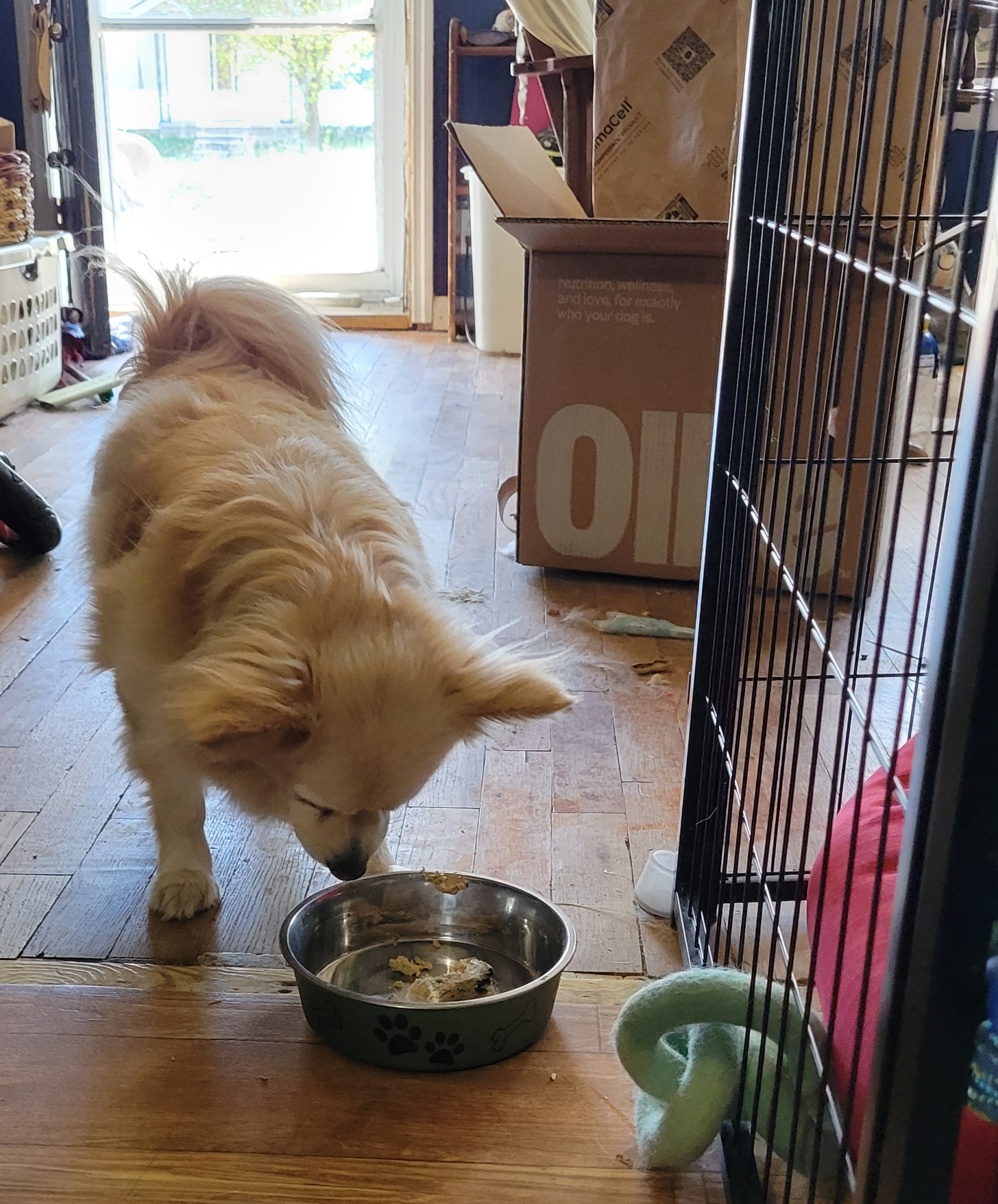 Best dog food for Dameranian mix — Ollie eating Ollie fresh food