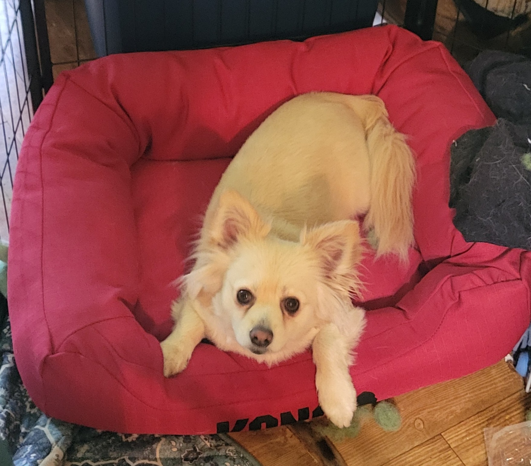 Best products for Chiweenies — Ollie the Dameranian on his Kong chew proof bed nearly a year later