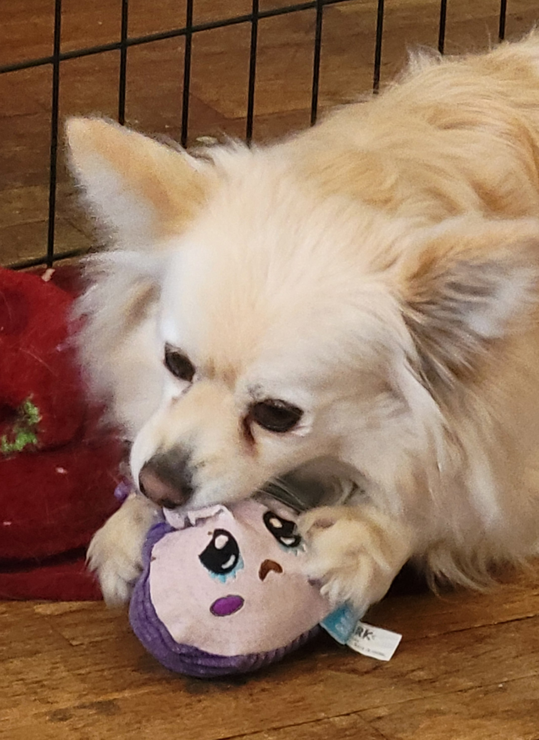Best products for Chiweenies — Ollie the Dameranian chewing his BarkBox toy