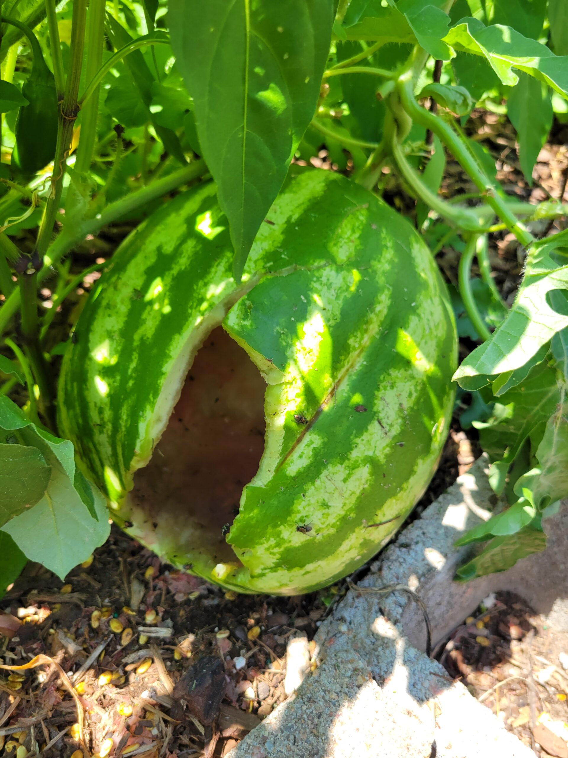Crimson Sweet watermelon growing in the garden — vegetables to grow for dogs