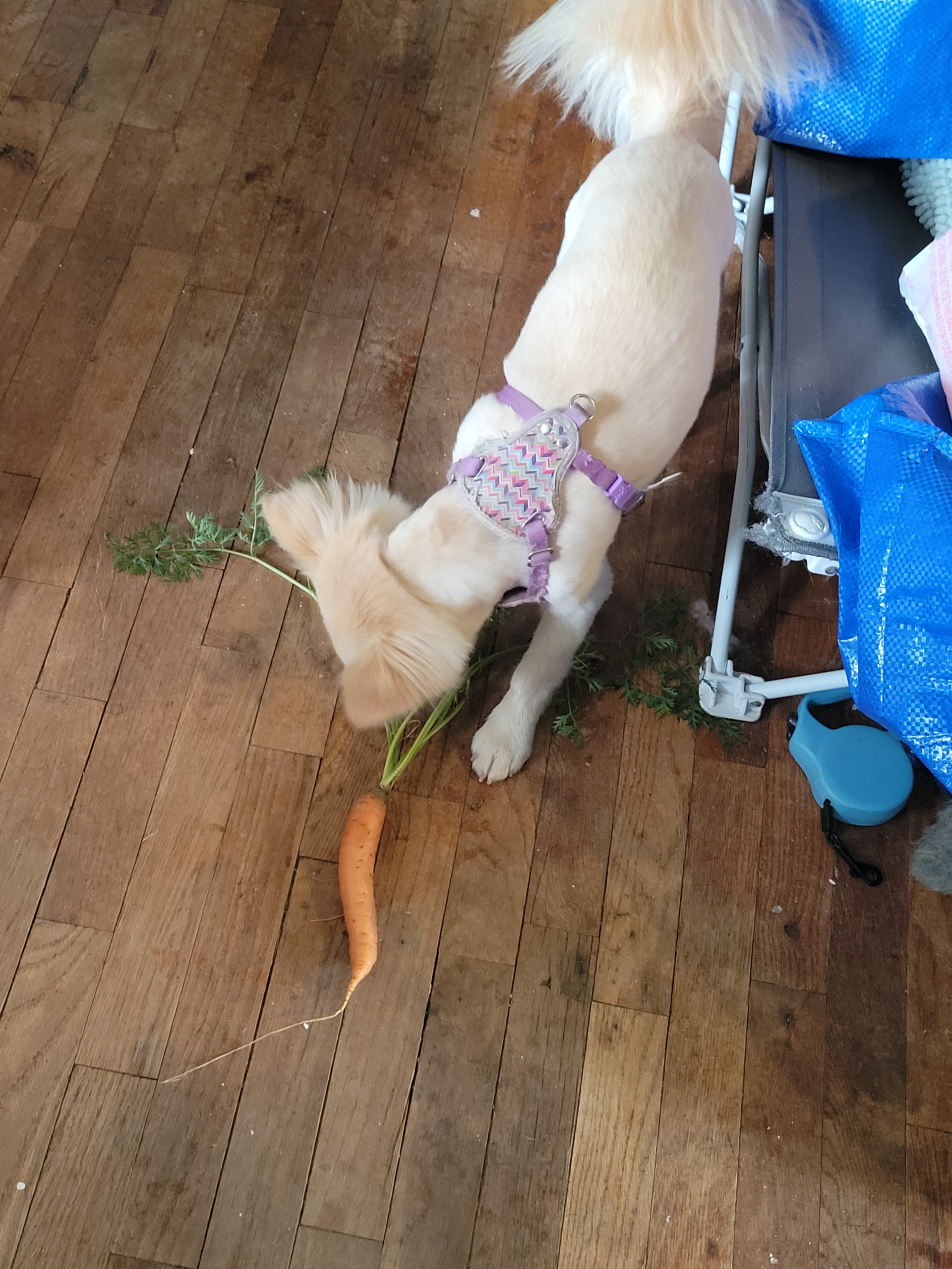 Best vegetables to grow for dogs — Ollie eating a fresh carrot