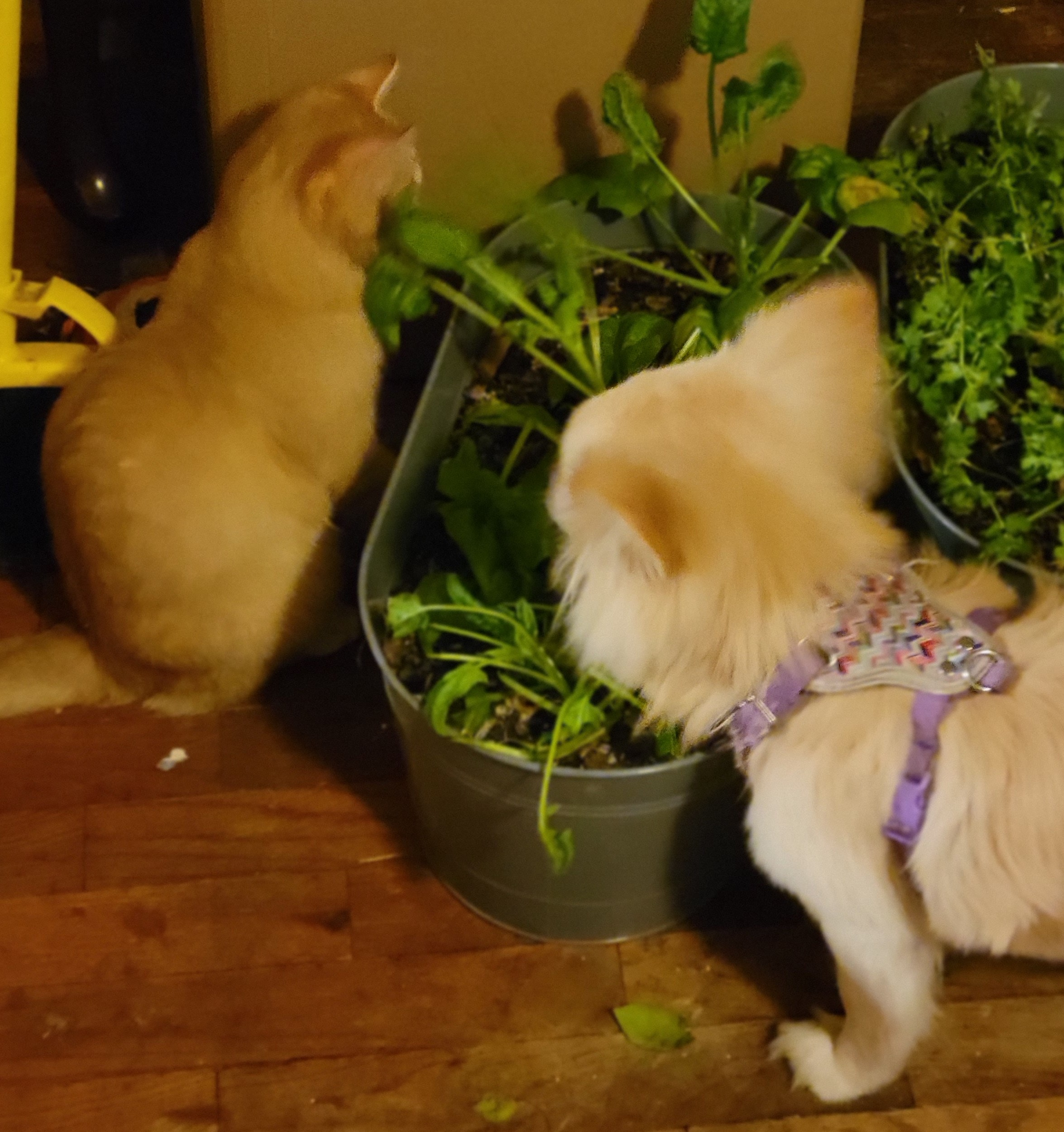 Dog eating spinach grown indoors — vegetables to grow for dogs year round