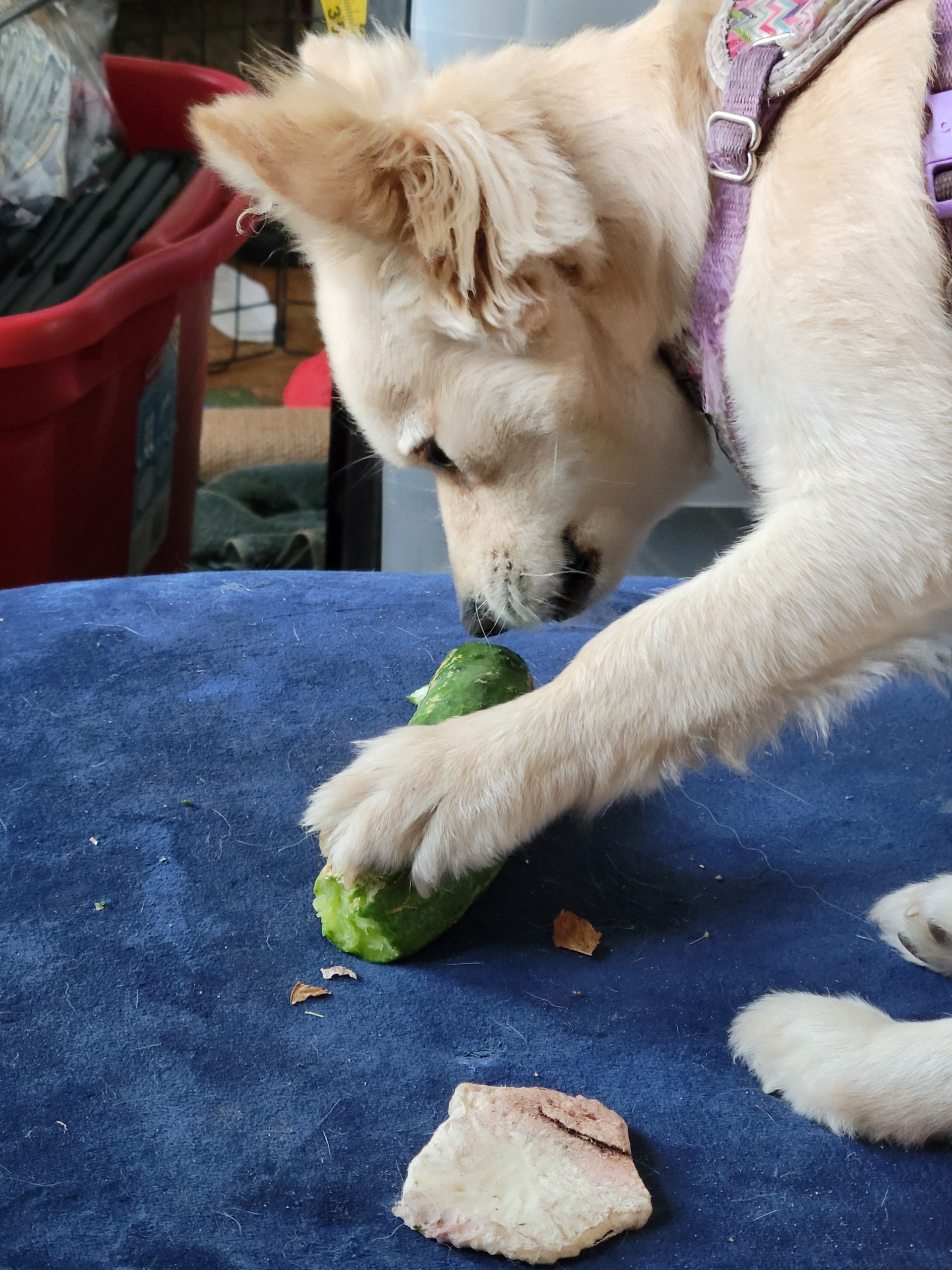 Vegetables to grow for dogs — Ollie the Dameranian eating a cucumber from the garden