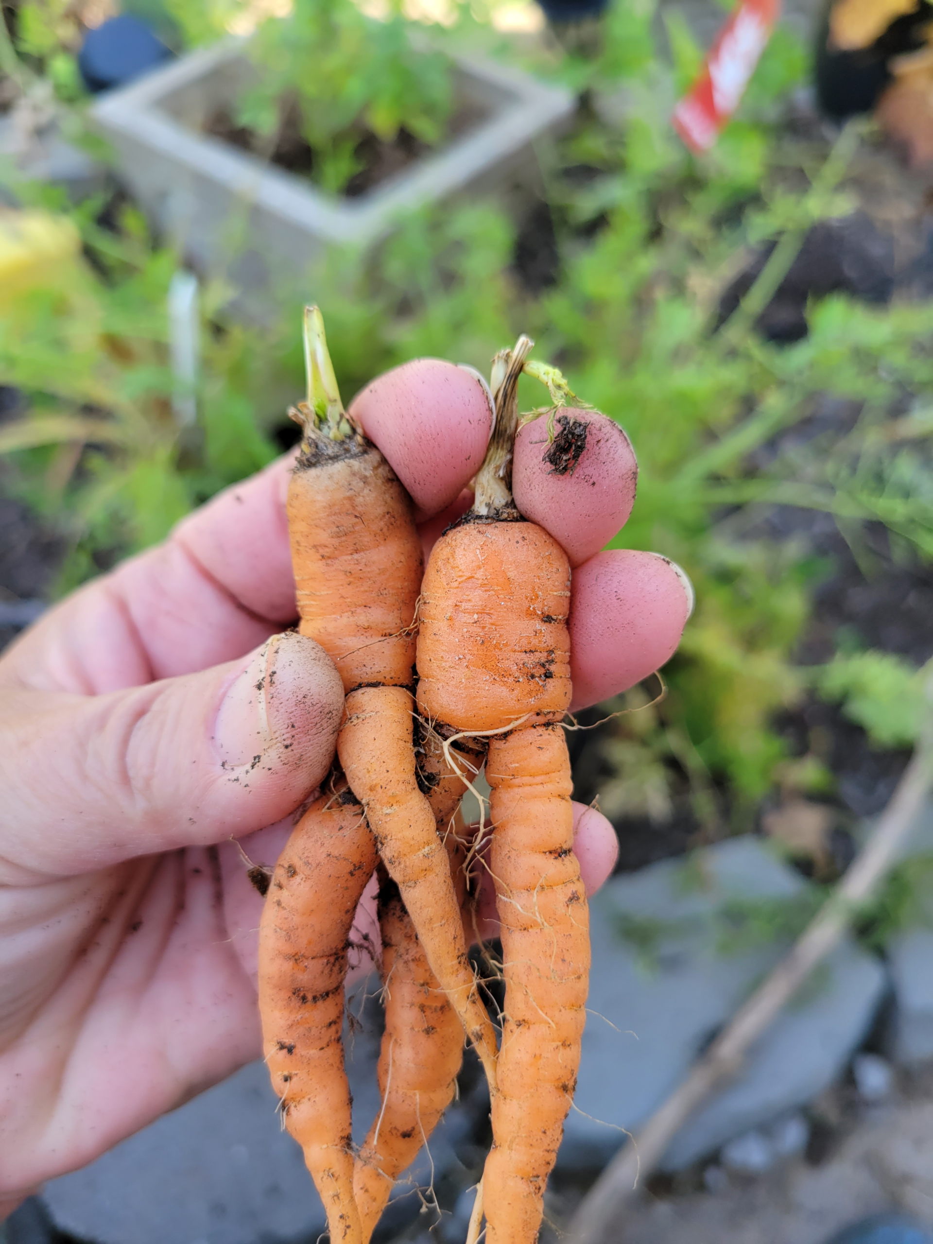 Fresh-pulled carrots — one of the best vegetables to grow for dogs
