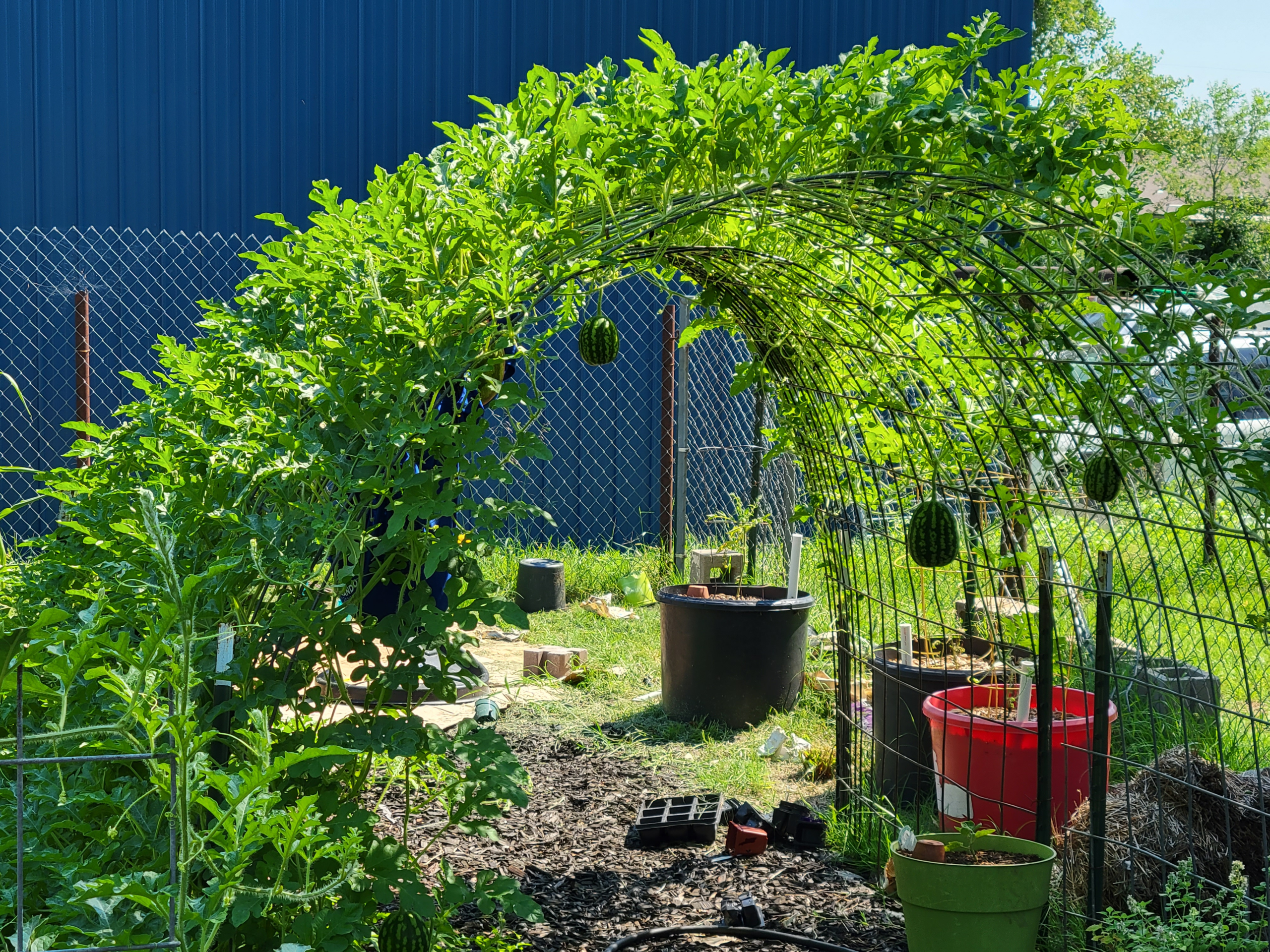 Dog-friendly garden archway on the small homestead — growing vegetables for dogs