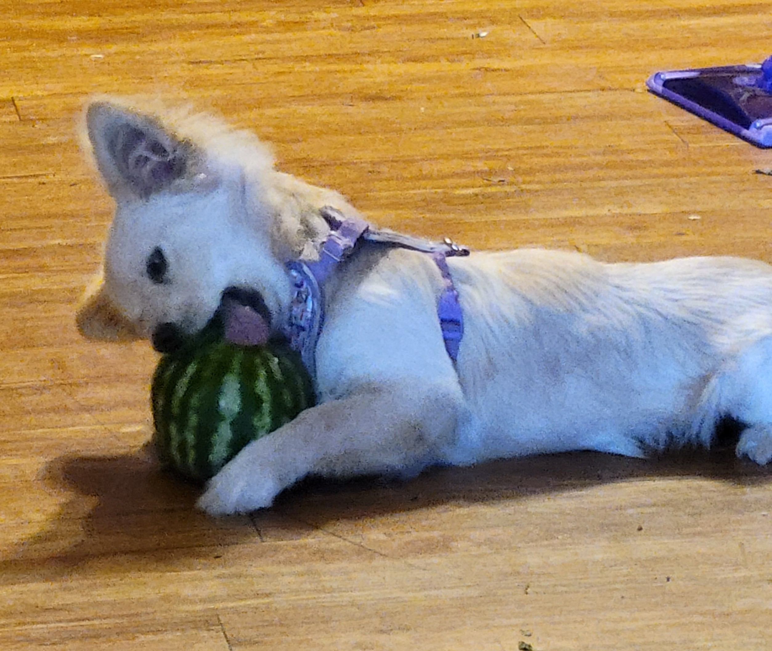 Vegetables to grow for dogs — young Ollie the Dameranian hugging a whole watermelon